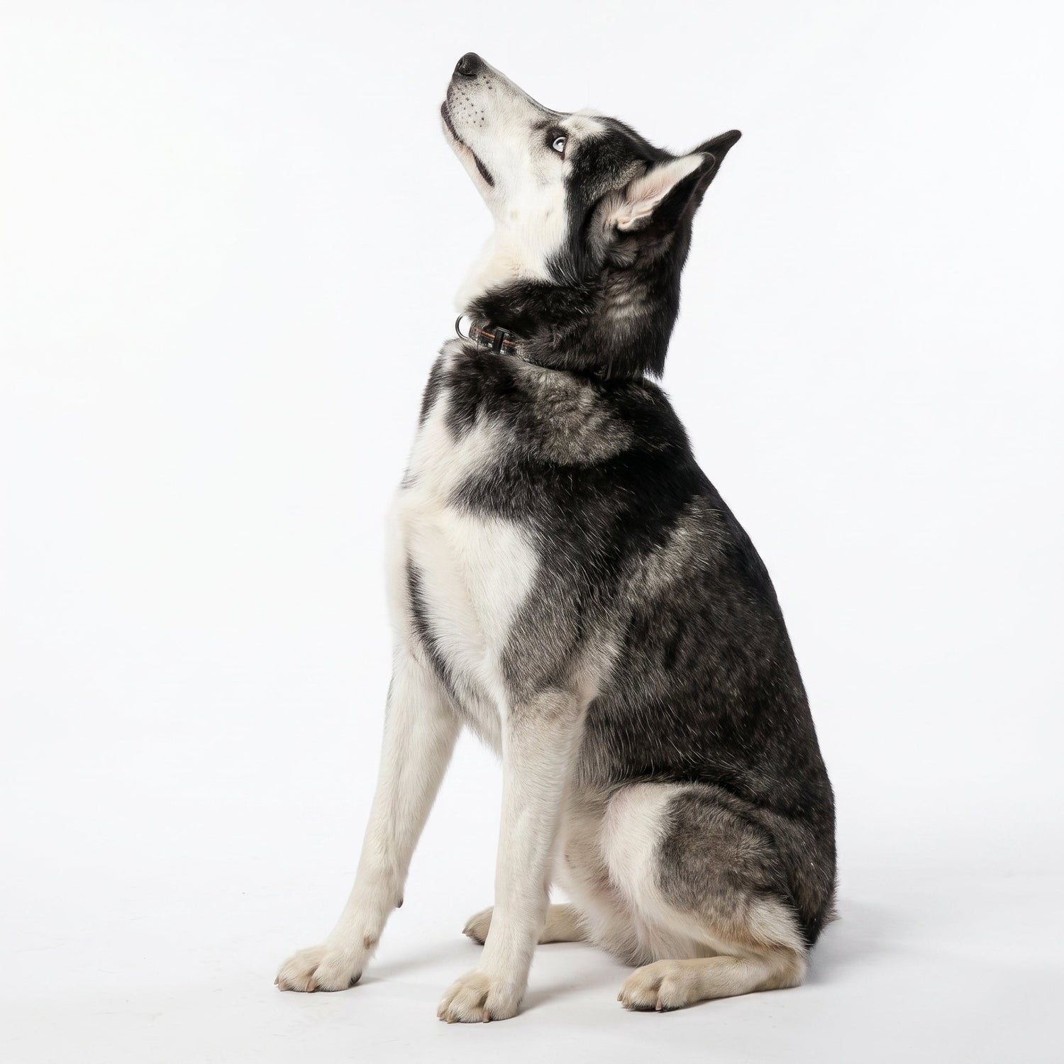 Pet Apparel