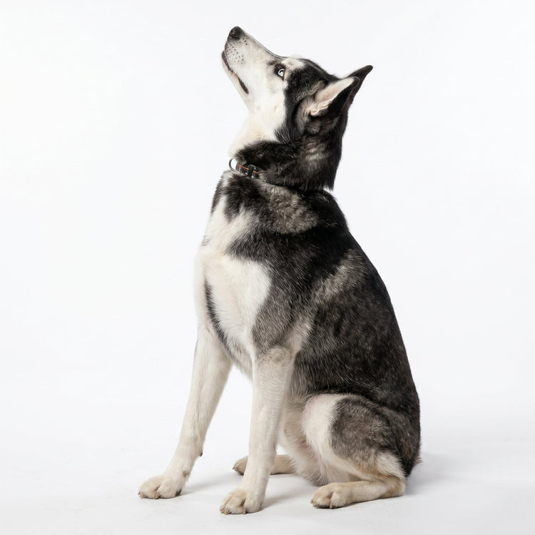Pet Apparel
