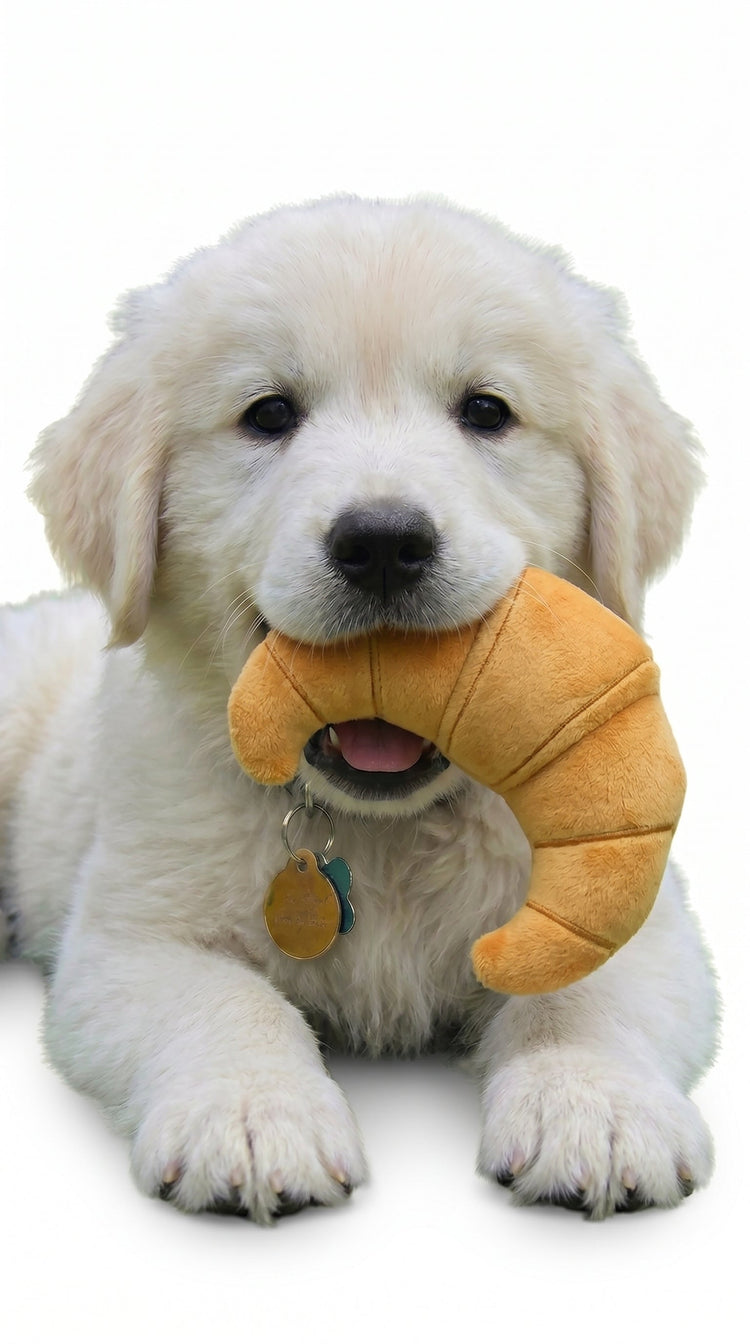 Playtime Essentials – Dog Toys Collection