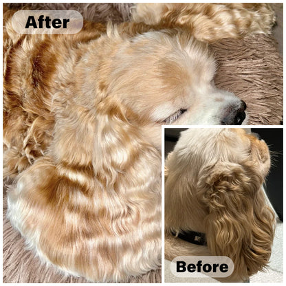 Premium Deodorizing Dog Shampoo for Poodles & Teddy Breeds